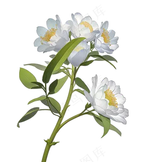 白色手绘兰花植物免抠素材04