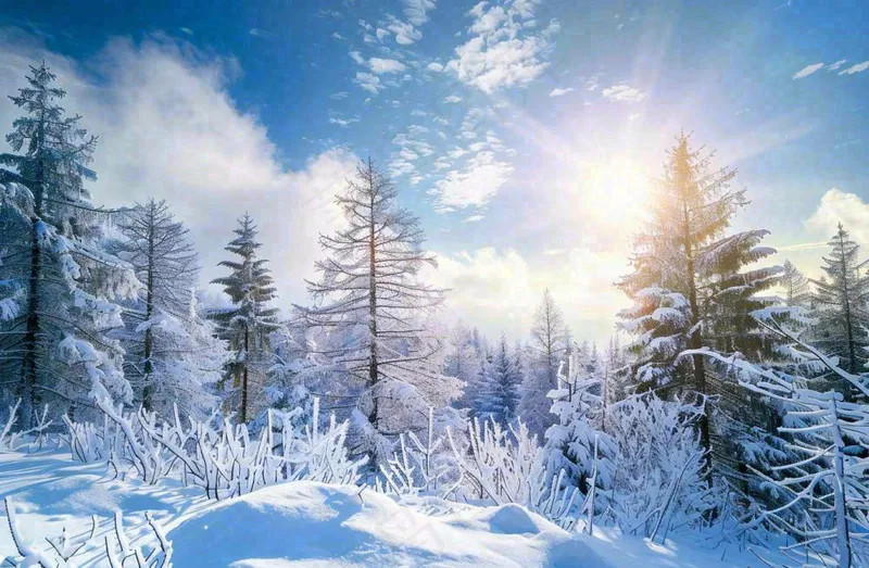 冬天白雪覆盖的森林阳光照射大自然雪景大雪小雪冬至摄影图(1344x880)
