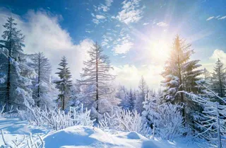 冬天白雪覆盖的森林阳光照射大自然雪景大雪小雪冬至摄影图