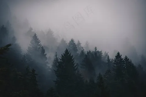 云雾森林图片 云雾森林图片
