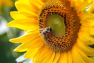 向日葵向阳鲜花摄影图