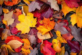 秋天金红落叶铺满地面立秋秋分摄影图