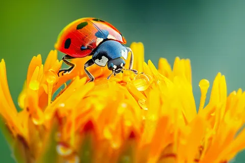 七星瓢虫在菊花上花朵摄影图