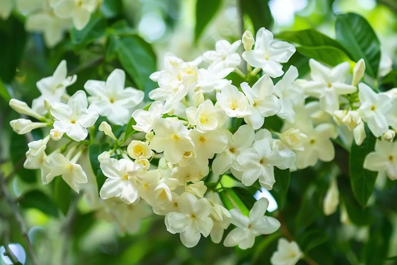 栀子花白色花朵植物摄影图(4032x2688)