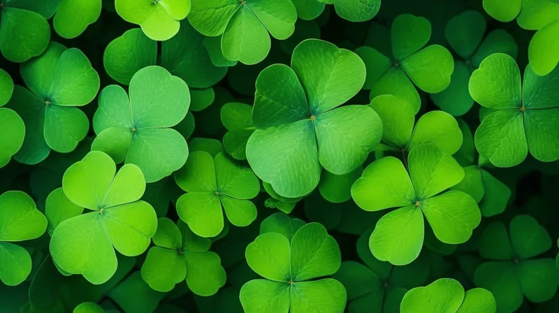 春天四叶草三叶草绿叶摄影图(4368x2448)