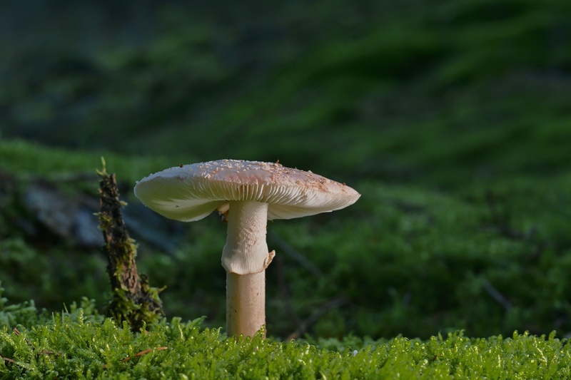 山间的一株蘑菇