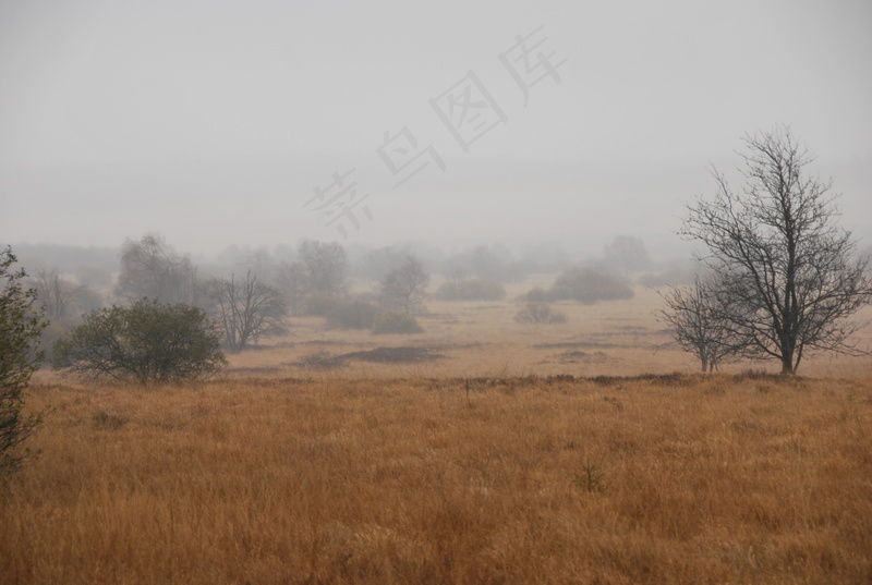 云雾森林图片