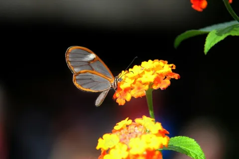 橙黄映蝶舞花间