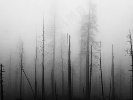 云雾森林图片