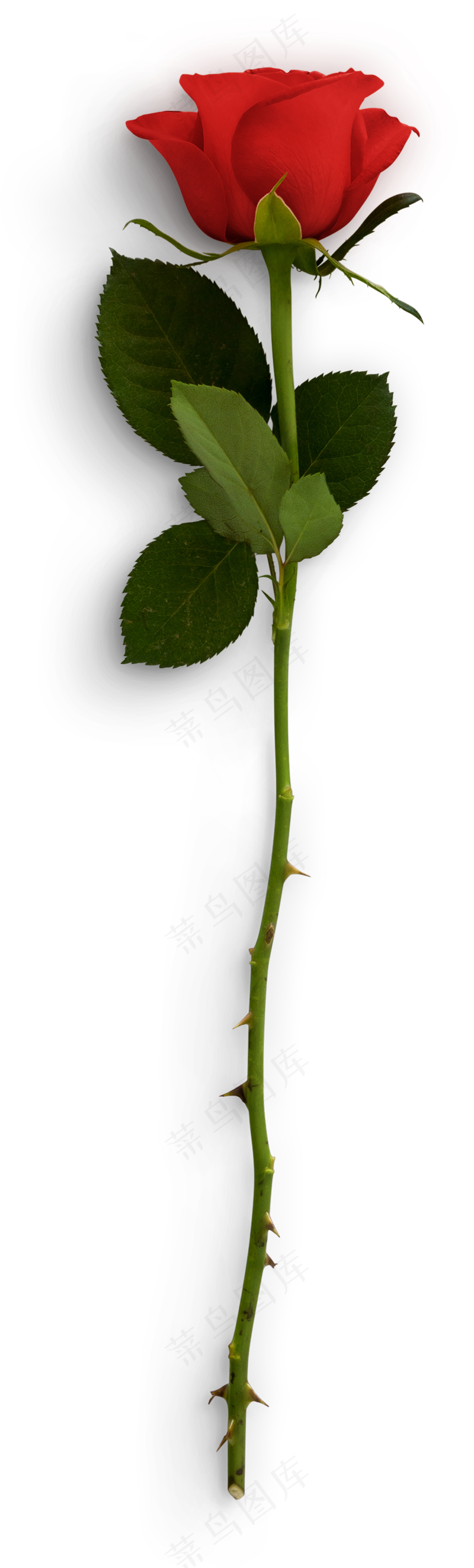 一支玫瑰花psd模版下载