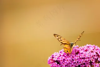 翩翩起舞的蝶恋花