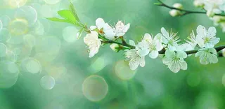 春天白花李花立春春分惊蛰绿色摄影图