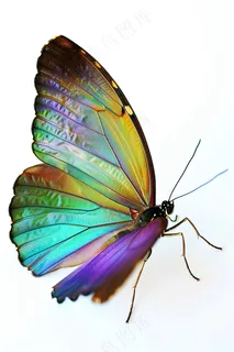 瓢虫七星瓢虫植物春天昆虫摄影图