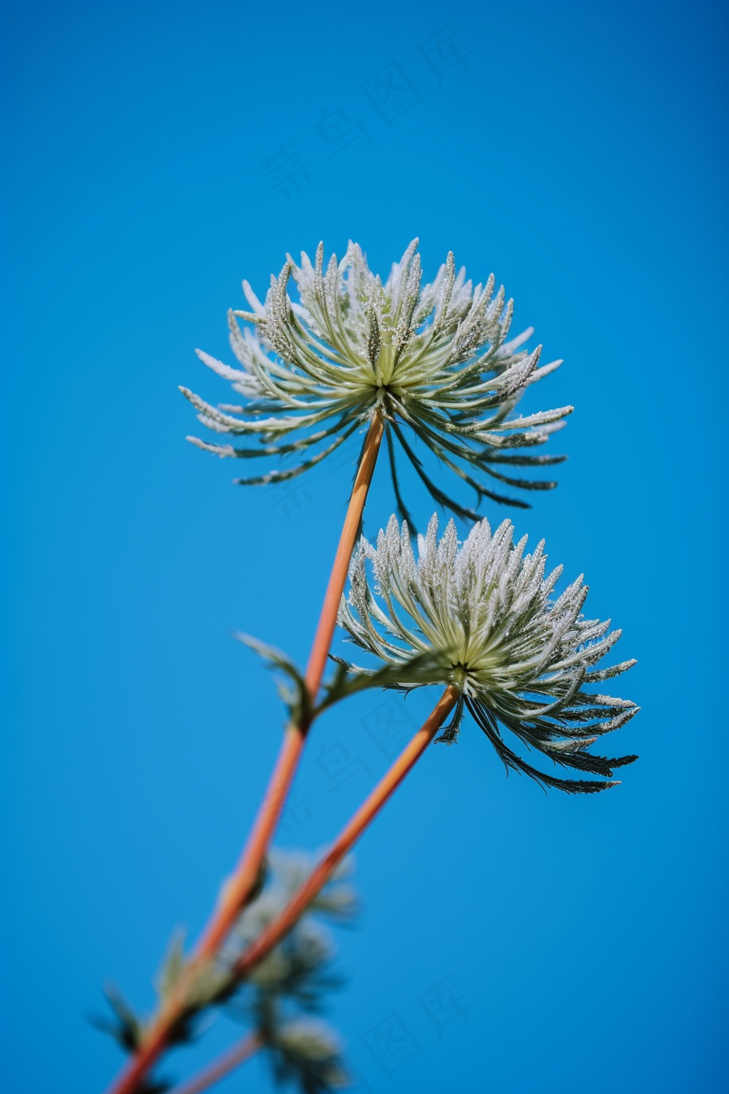 蓝色背景野葱开花的种子摄影图