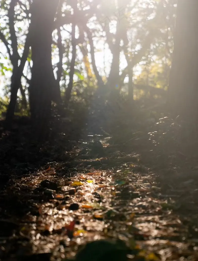 黑色逆光深林图片