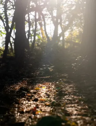 黑色逆光深林图片