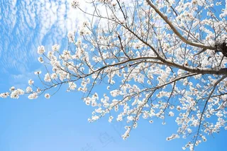 春日樱花花朵摄影图