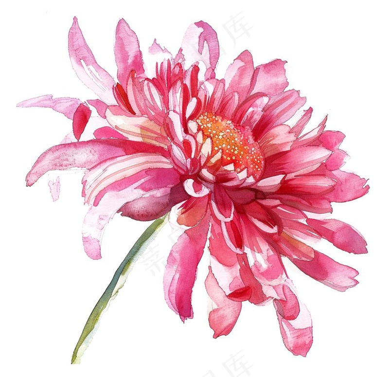 菊花玫红艳丽鲜花水墨中国风插画免抠