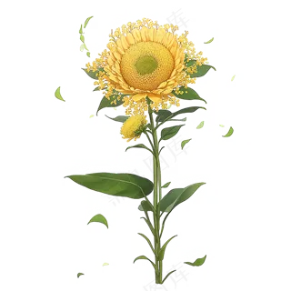 黄色向日葵免抠素材56