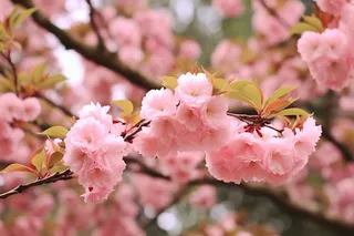 春天粉色樱花树枝摄影图