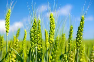 小麦麦穗芒种绿色小麦摄影图