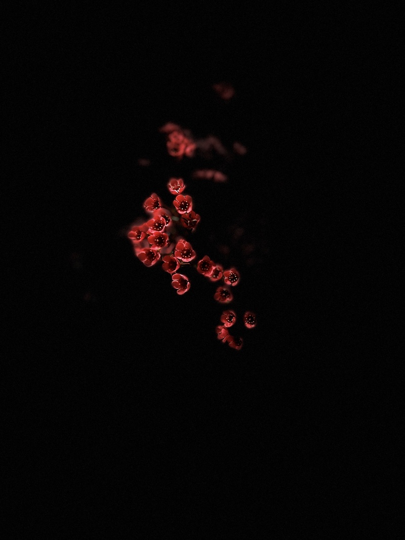 简约鲜花素材
