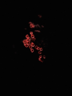 简约鲜花素材