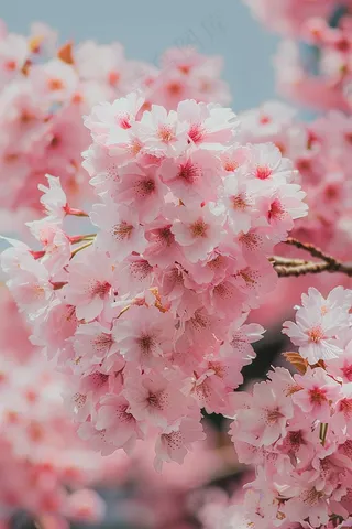 春日樱花花朵摄影图