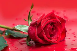 玫瑰花鲜花花朵摄影图