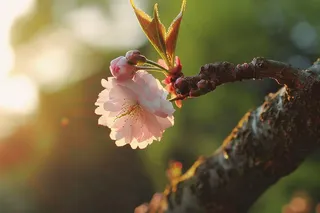 春日樱花花朵摄影图