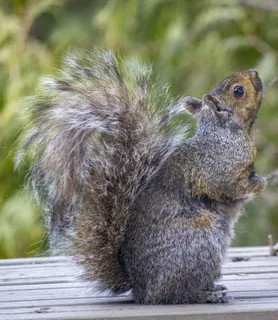 户外可爱松鼠动物 户外可爱松鼠动物