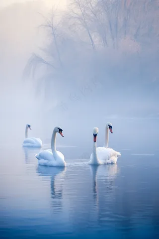 秋季晨雾湖中的白天鹅摄影图