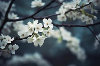 梨花李子花清冷背景摄影图