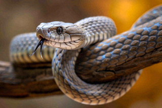 蛇盘踞在树枝上吐舌头爬行动物摄影图