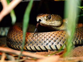 蛇陆地爬行动物摄影图