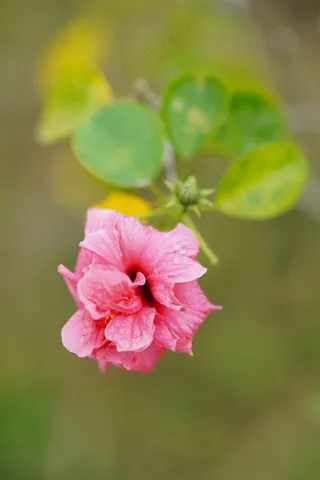 粉色的花朵盛开植物1