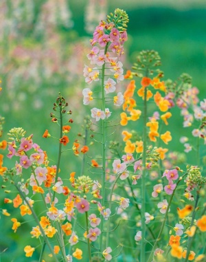油菜花的季节来了5