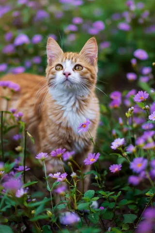 猫咪宠物猫可爱动物摄影图