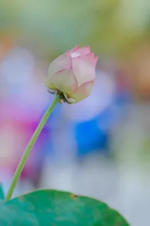 花卉莲花花朵盛开植物2 花卉莲花花朵盛开植物2