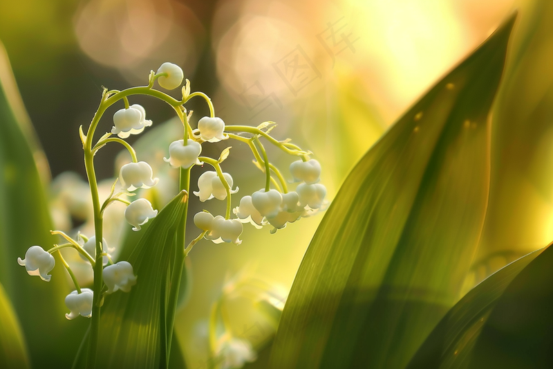 铃兰花植物花朵摄影图(4032x2688)