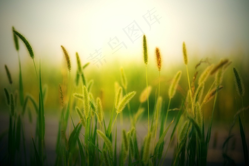 一片狗尾巴草