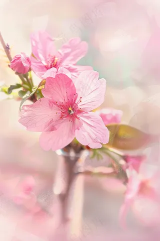 春日桃花粉色花朵摄影图