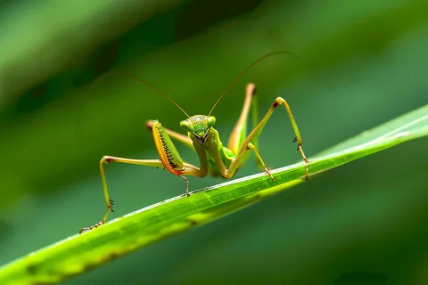 绿叶中的螳螂昆虫摄影图