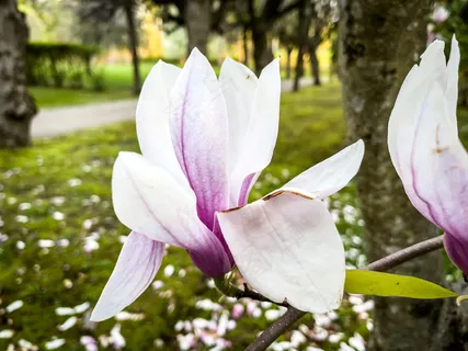 户外玉兰花花朵 户外玉兰花花朵