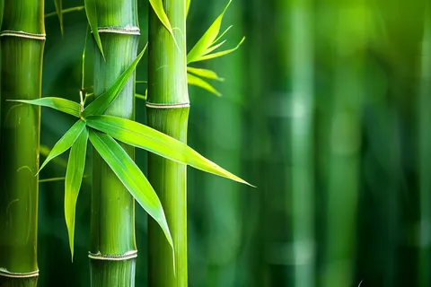 春夏竹林绿色清凉摄影图