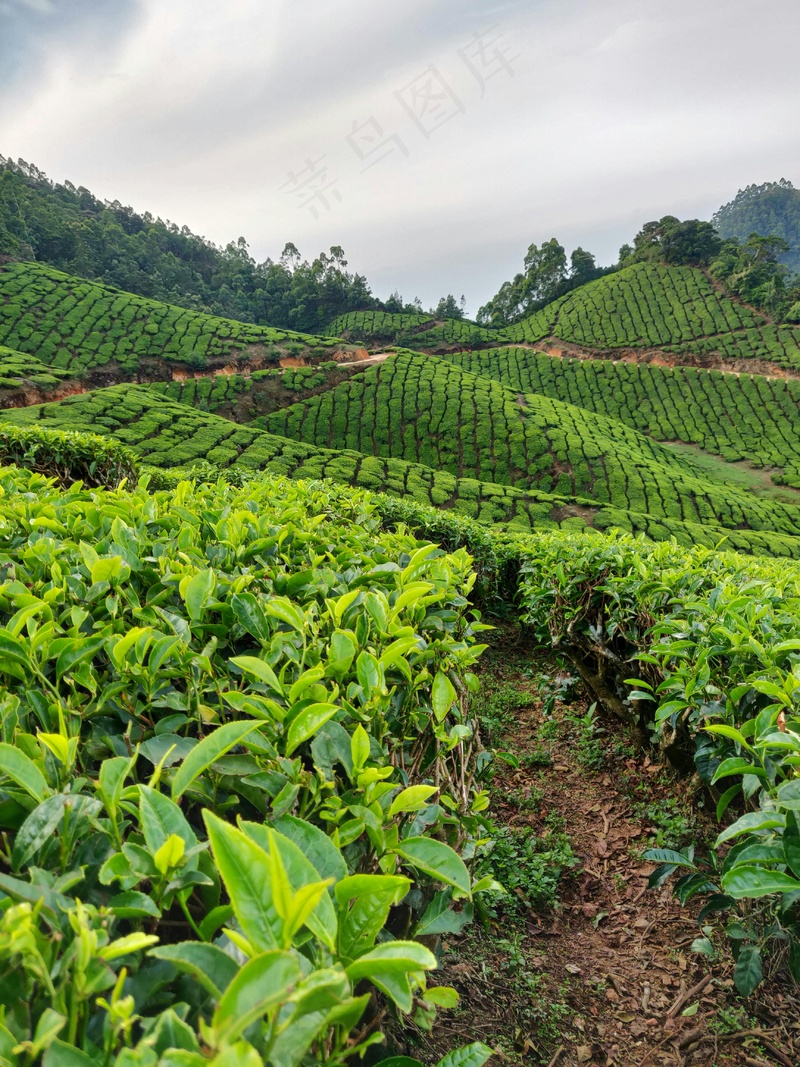 户外茶叶茶园