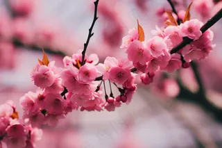 春天粉色樱花树枝摄影图