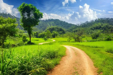 乡间山谷森林的小路摄影图 乡间山谷森林的小路摄影图