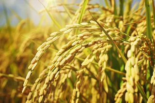 水稻稻穗农田种植生长摄影图