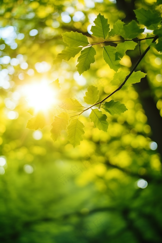 春天阳光透过树叶绿意摄影图